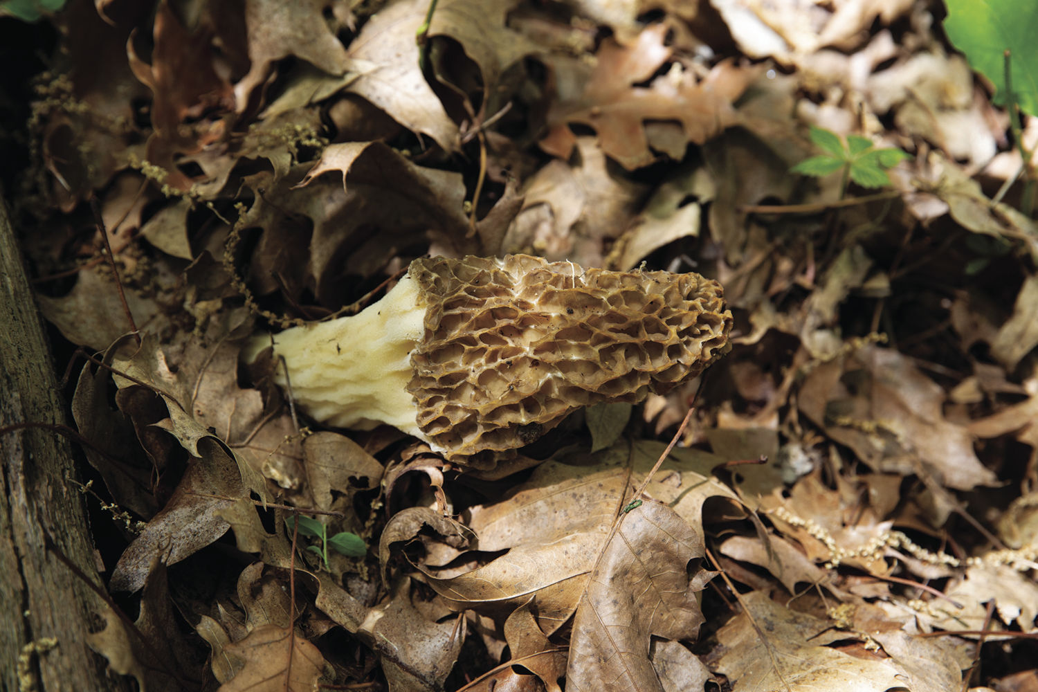 Conditions right for great morel season
